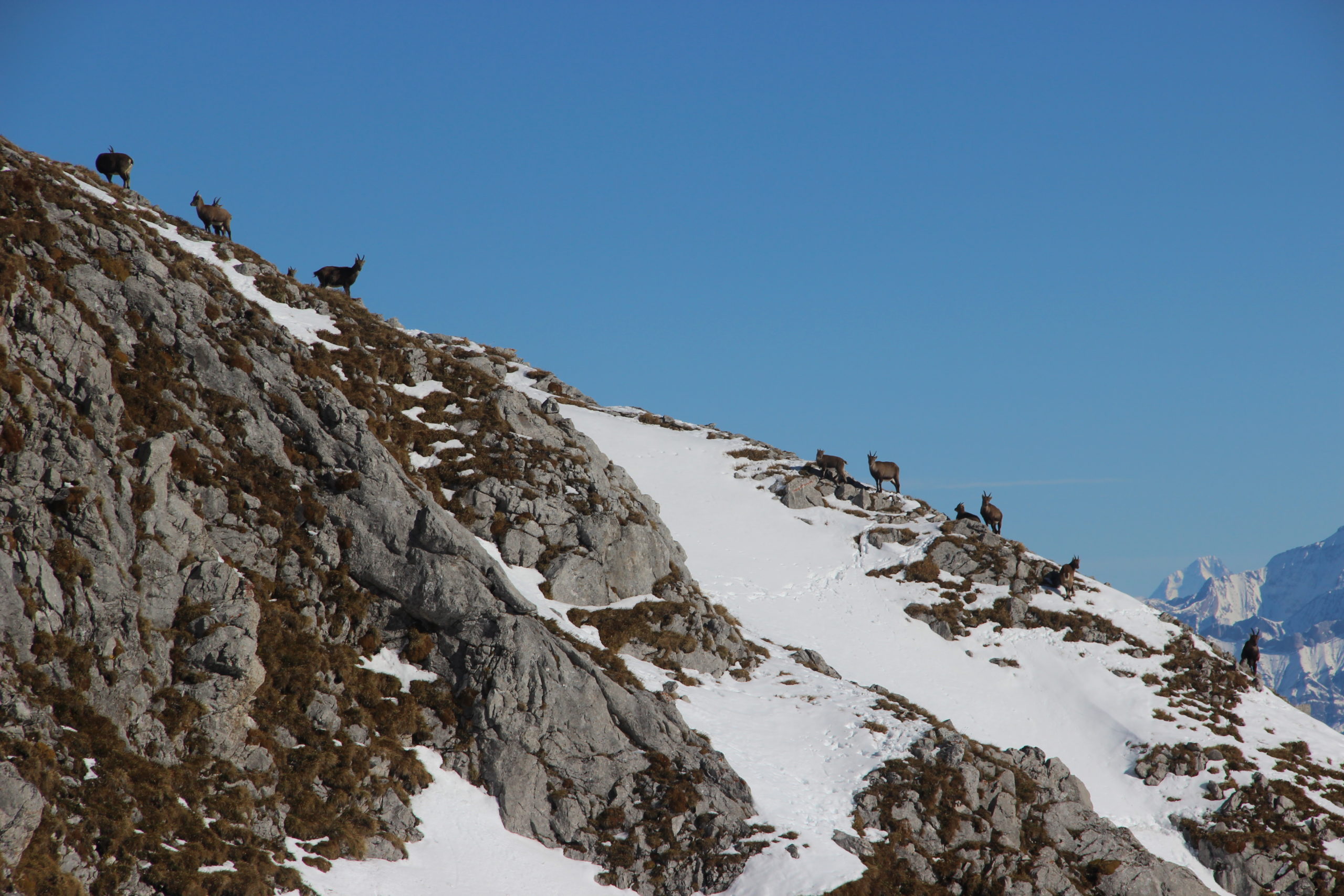 Gemsen in winterlicher, alpiner Landschaft